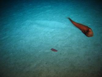 Marine life